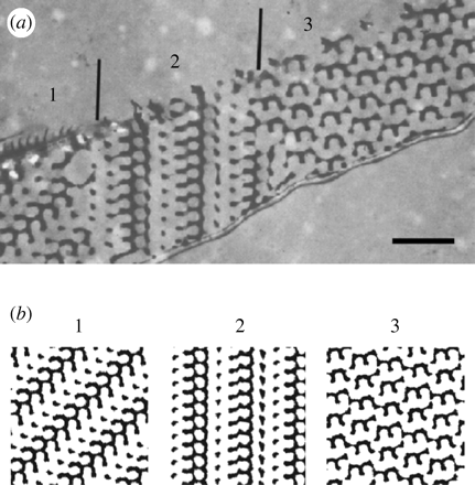 butterfly_wing_versus_gyroid