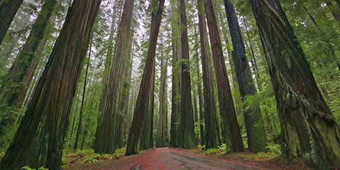 o-REDWOOD-facebook
