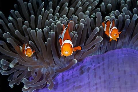 wildlife-photographer-of-the-year-2017-finalist-5