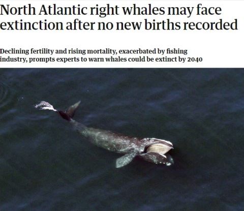 whale