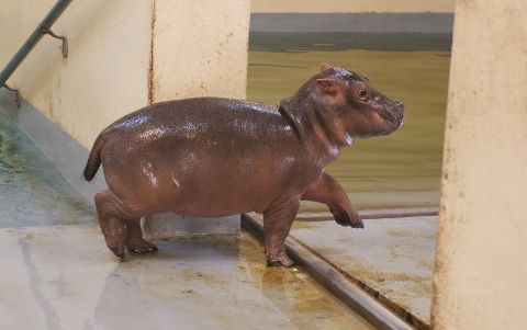 カバの赤ちゃん 聖朝無棄物 ひかたま 光の魂たち