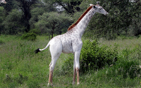 giraffe-m_3558774b
