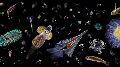 Plankton-Slider-1920