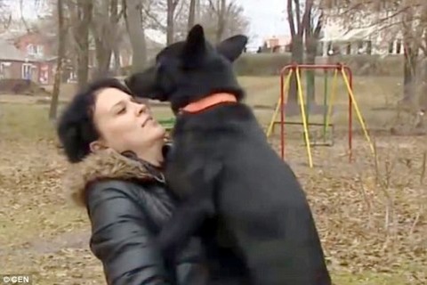 2ED2C96200000578-3335275-Reunited_Shavi_the_dog_walked