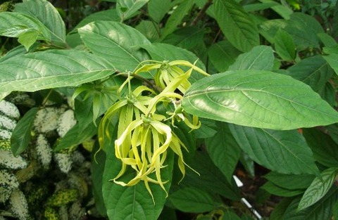 CanangaOdorataイランイランPB020510