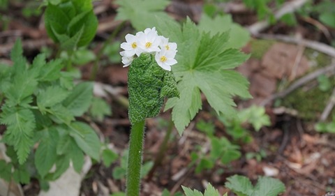 6IMGP2325