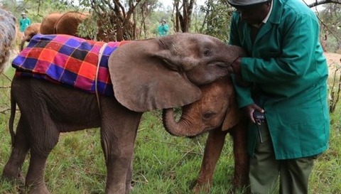 tsavo2