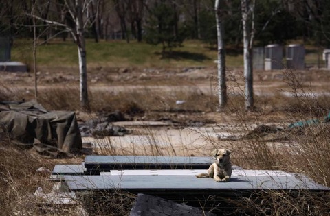 a-stray-dog-on-a-field-that-was-once-inside-the-baseball-stadium