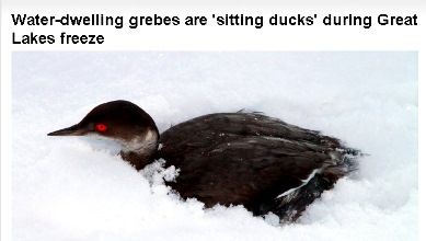 gtrr