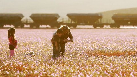 atacama-flowers-bloom-worlds-driest-desert-14