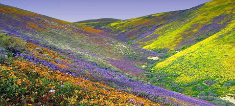 main_valleyofflowers
