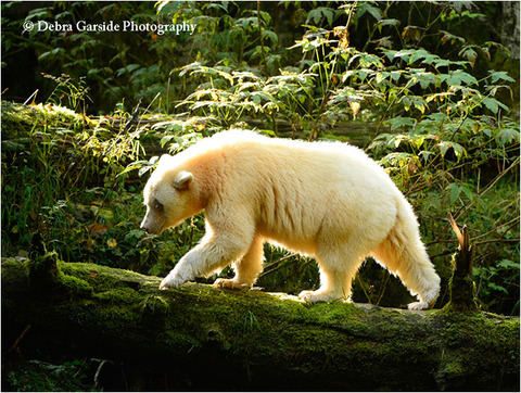 GlowingBear