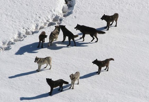 1024px-Yellowstone_Wolves