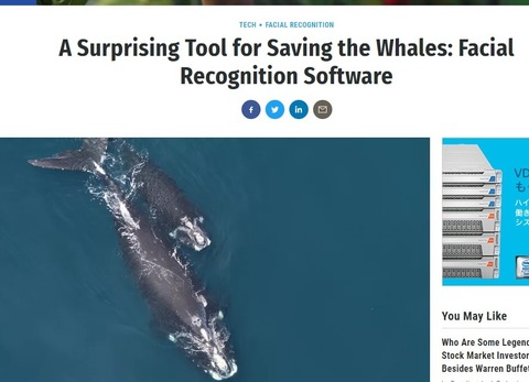 whales