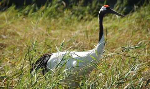 1024px-Grus_japonensis_QiQiHaEr