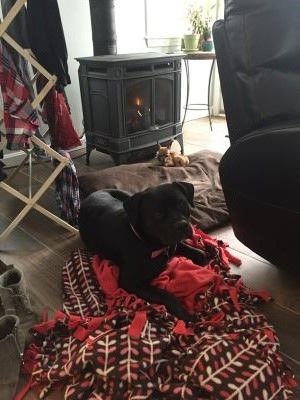 20160114_082129_dogrescue3_300