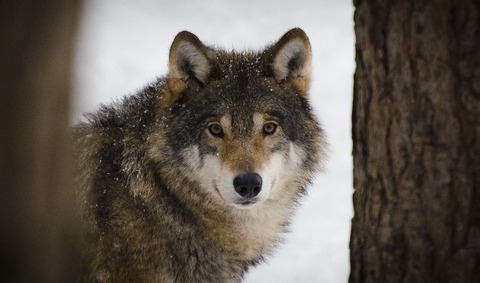 wolf-2106894_960_720
