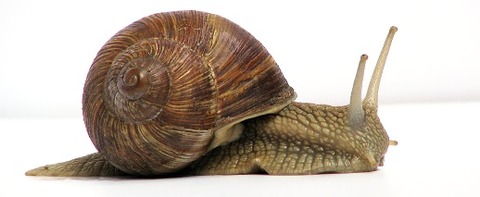 Grapevinesnail_01