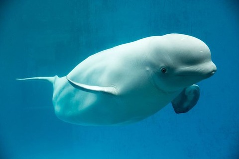 belugawhale_istock