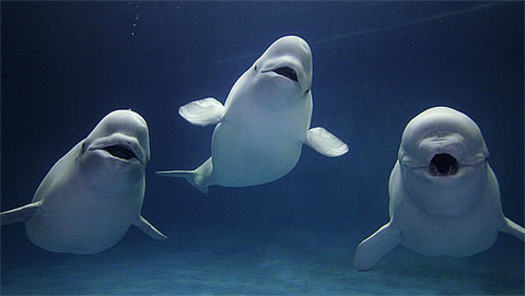 three-belugas-singing