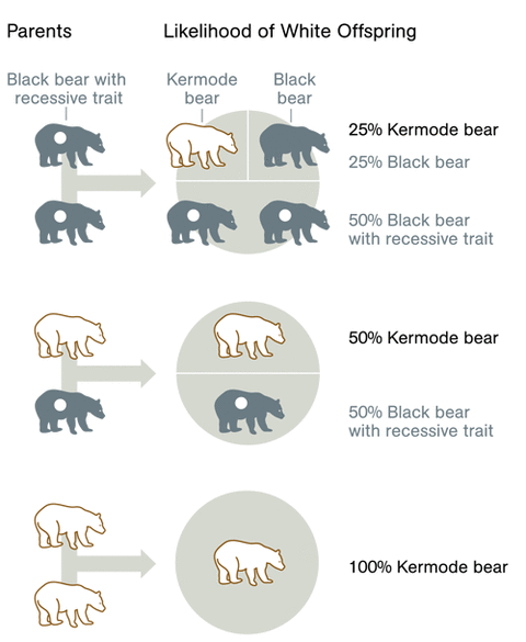 kermode-bear-genetics-500