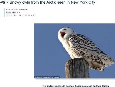 owll112