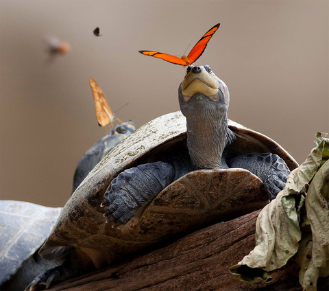 butterflies-drink-turtle-tears-lacryphagy-ecuador-10