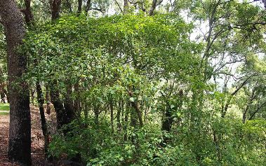 Homalanthus_nutans