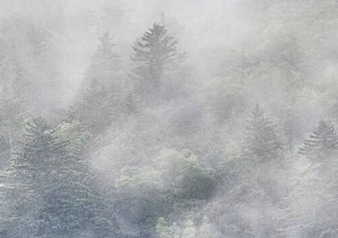 foresta