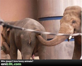 elephant-fail