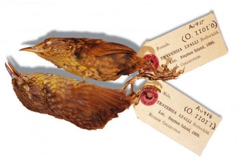 37_FlightlessBirds_01-600x396