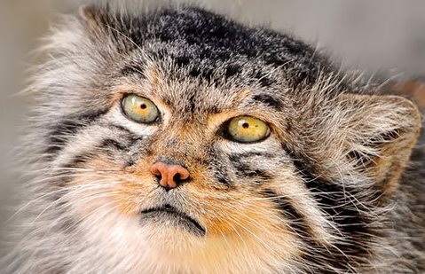 pallas-cat-manul-9__880