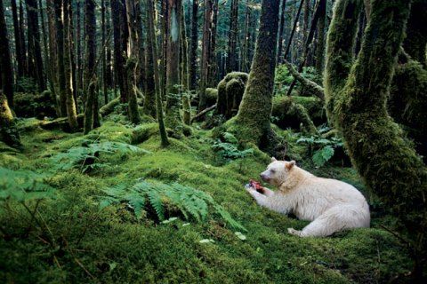 kermode-bear-615