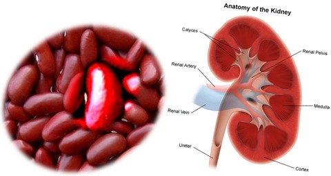 Kidney-Beans