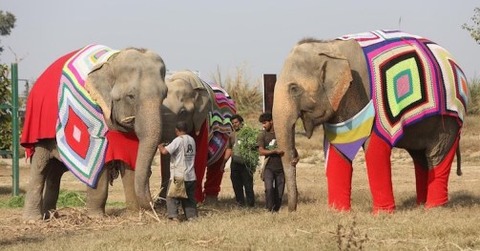 wildlife-sos-elepant-sweaters-5