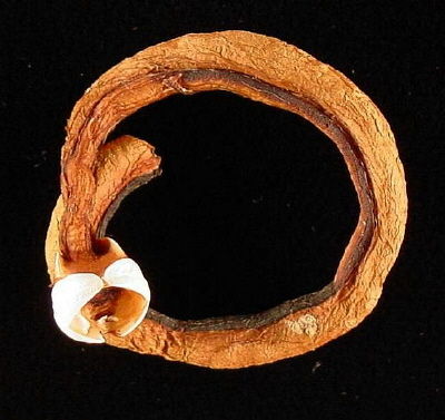 Shipworm
