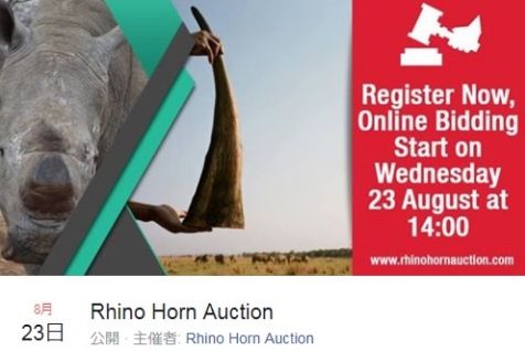 rhino