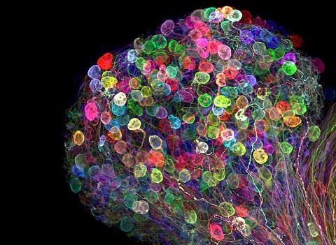 nikon-small-world-photomicrography-competition-2017-winners-14