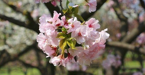 IMG_2766takasago