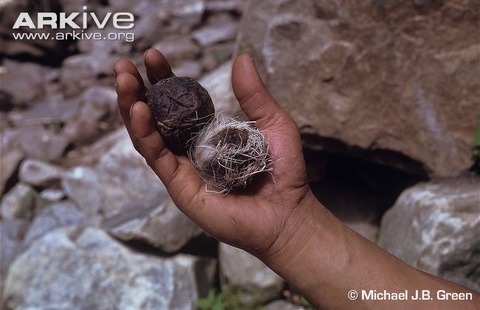 Himalayan-musk-deer-pods