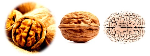 Walnut-Brain
