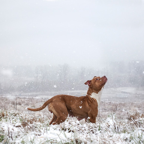 landfilldogs_photo4
