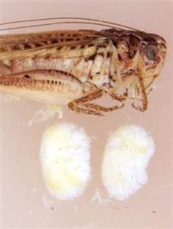 bushcricket-teste