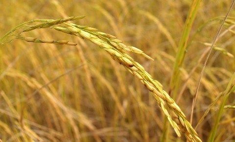 agriculture-1552373_960_720