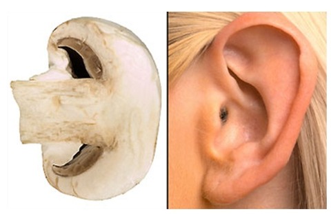 Mushroom-Ear