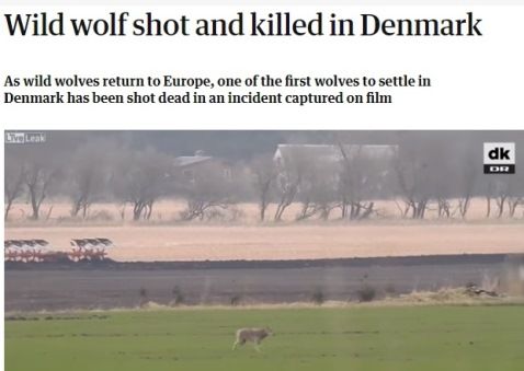 wolf