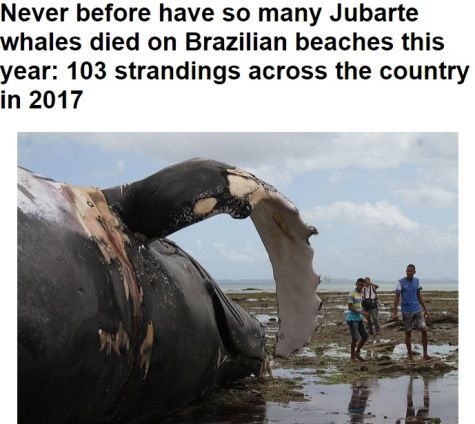 whales