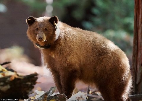 334419-4376820-A_female_black_bear_wearing_a