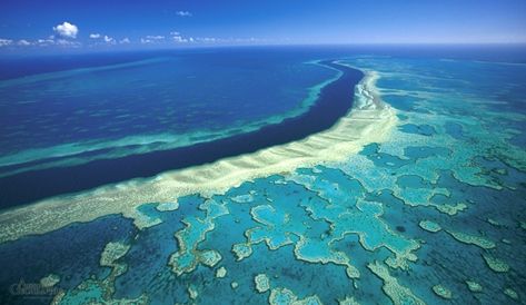 great-barrier-reef-hardy