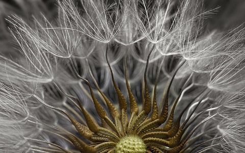 nikon-small-world-photomicrography-competition-2017-winners-2